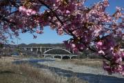 小倉橋と中州、河津桜