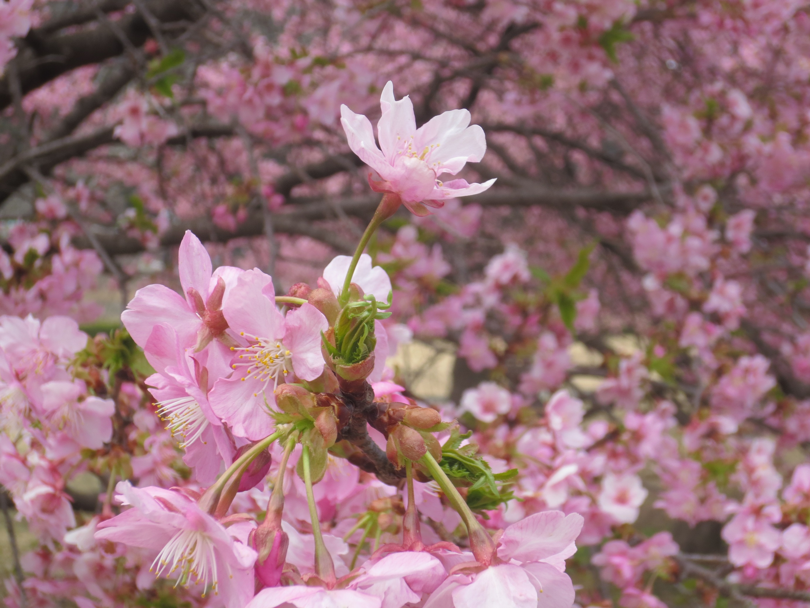 川津桜 令和5年 桜だより 河津桜満開🌸｜大島観光協会